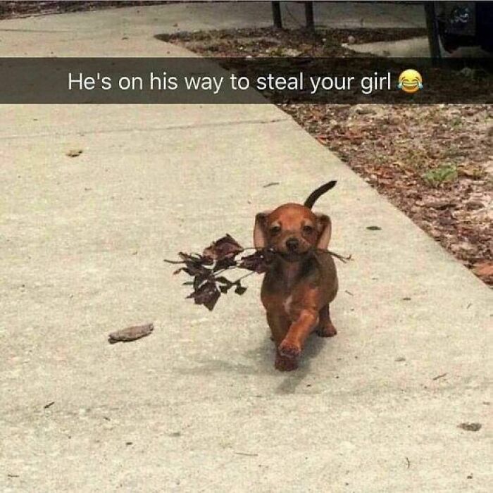 Cute puppy carrying a stick, looking humorous like a funny animal meme in the making.