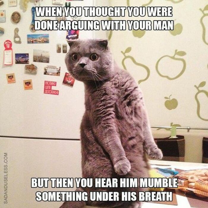 Funny meme with a surprised gray cat standing upright in a kitchen, conveying a humorous reaction.