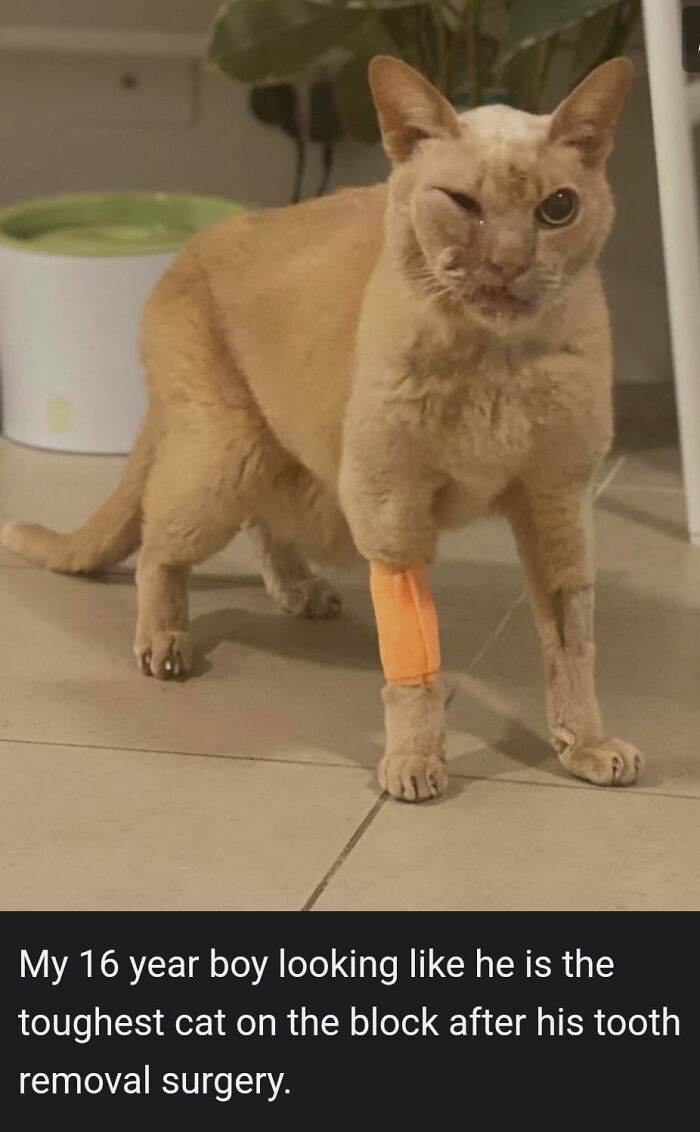 Memes-I-Could-Tag-My-Cat-In-Funny-Pics