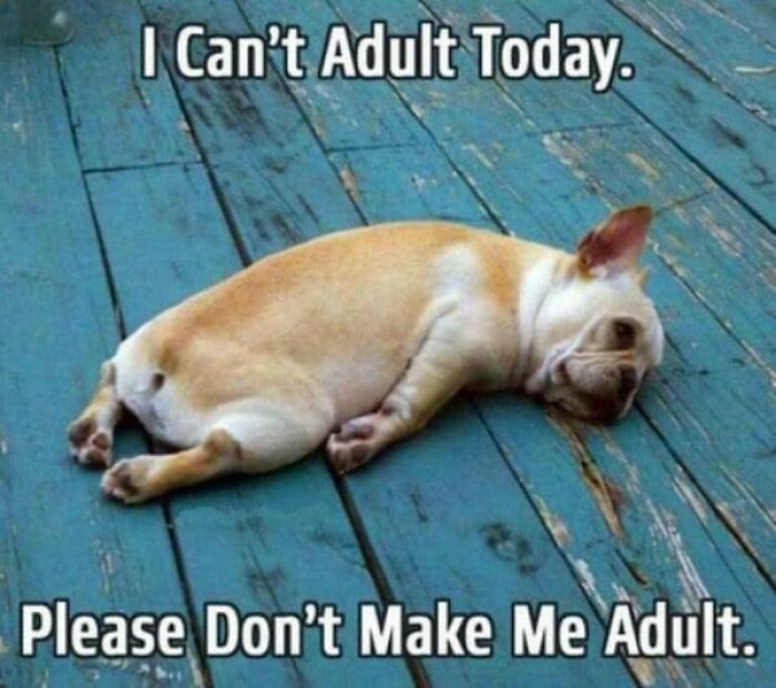 Humorous-Animal-Memes