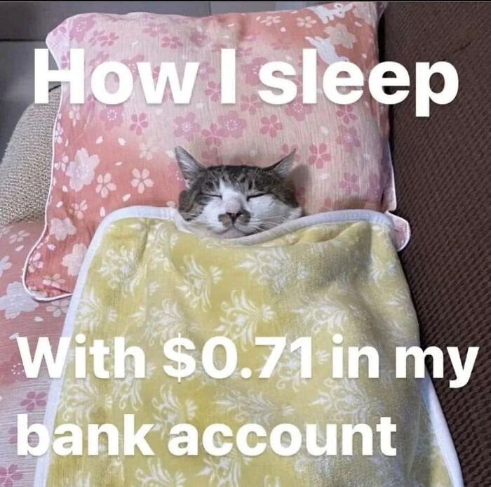 Memes-I-Could-Tag-My-Cat-In-Funny-Pics