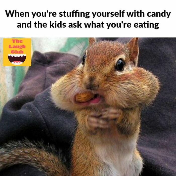 Humorous-Animal-Memes