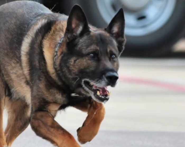 Police Dog Retires After Nearly A Decade Of Service, Heartwarming Video Is Spreading Online Police Dog Retires After Nearly A Decade Of Service, Heartwarming Video Is Spreading Online
