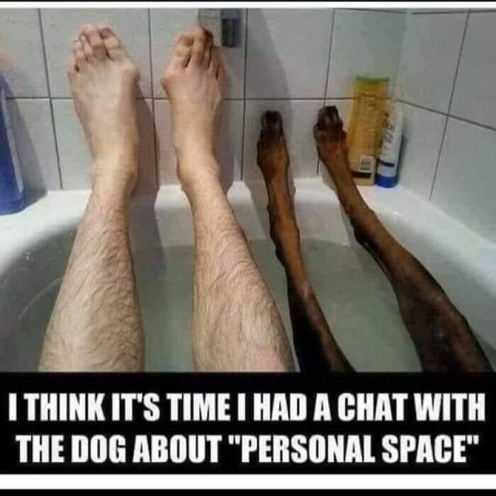 Humorous-Animal-Memes