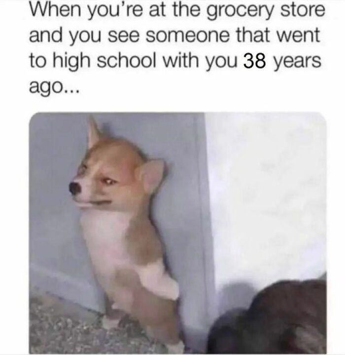 Humorous-Animal-Memes