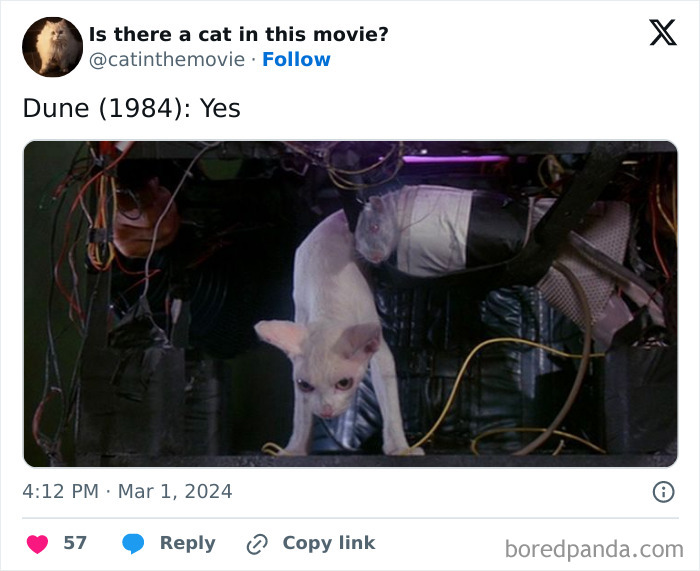 This Twitter Account Asks A Very Important Question: Is There A Cat In This Movie? (New Pics)