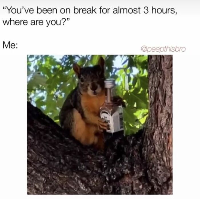 Humorous-Animal-Memes