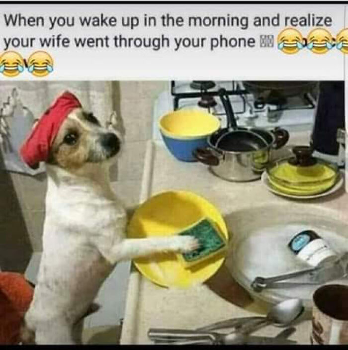 Humorous-Animal-Memes