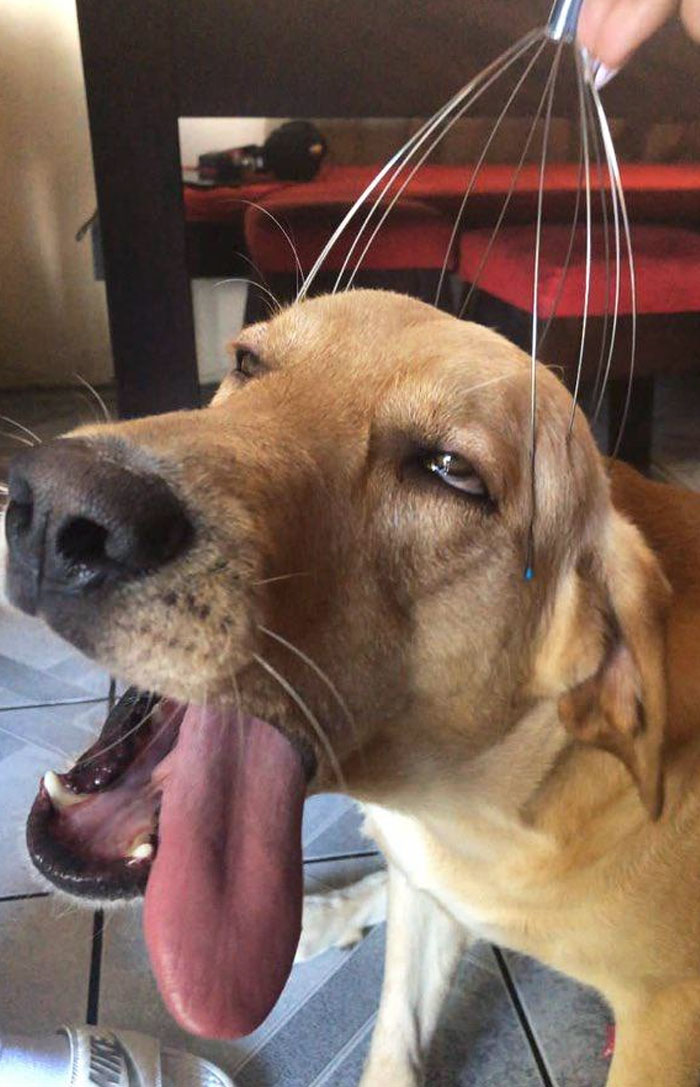 Dog making a funny expression while being massaged with a head scratcher, tongue out and eyes half-closed.