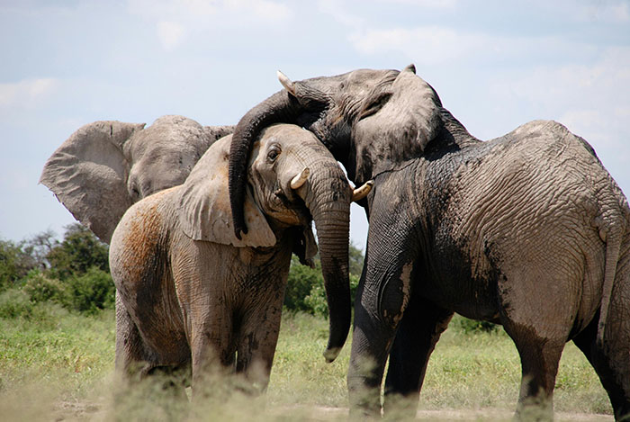 Scientists Say Elephants May Have Their Own &lsquo;Names&rsquo; For Each Other, And Netizens Are Very Intrigued