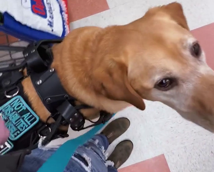 Netizens Have Their Hearts Melt As This Mom Wholesomely Stops Her Girl From Petting Service Dog Netizens Have Their Hearts Melt As This Mom Wholesomely Stops Her Girl From Petting Service Dog