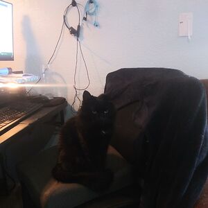 lindseyjamall_1 avatar