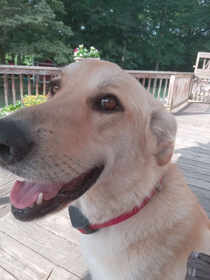 My 90 Lb, 3 And 1/2 Year Old Dog Named Sadie, Who In My Eyes Is Still A Little Tiny Puppy