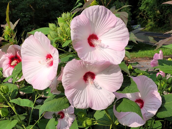 My Hardy Hibiscus Looking Good This Year