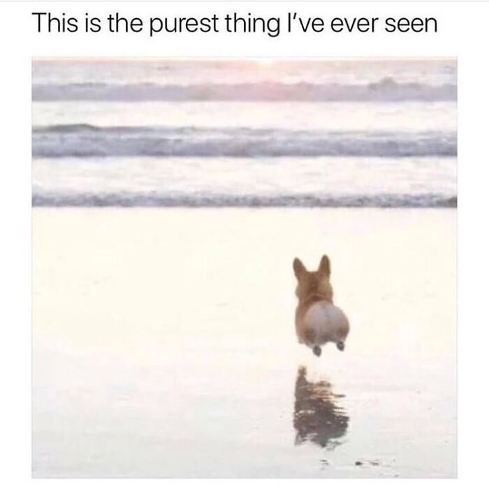 Wholesome-Memes-Blessed-Content