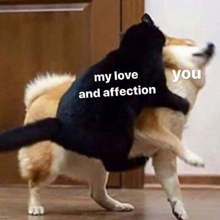 Wholesome-Memes-Blessed-Content