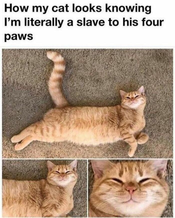 Humorous-Animal-Memes