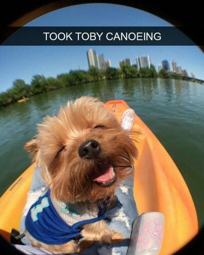 Wholesome-Memes-Blessed-Content