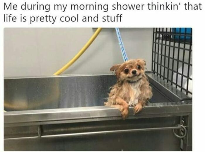 Wholesome-Memes-Blessed-Content