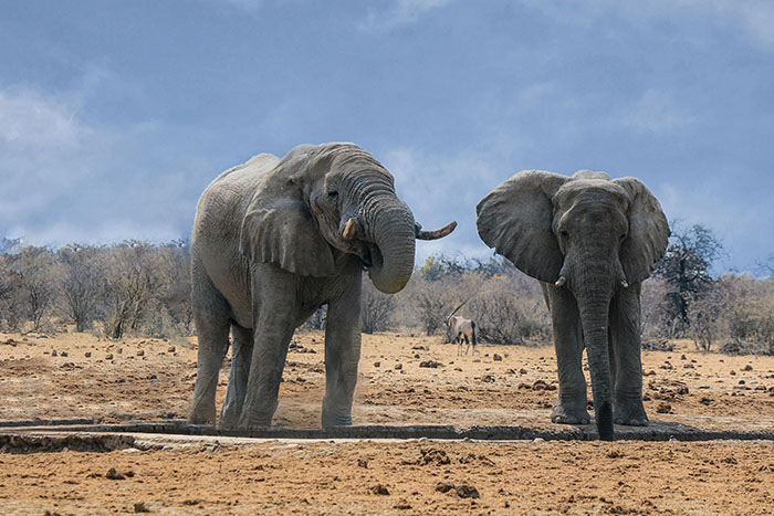Scientists Say Elephants May Have Their Own &lsquo;Names&rsquo; For Each Other, And Netizens Are Very Intrigued