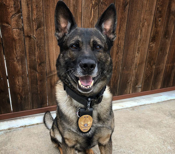 Police Dog Retires After Nearly A Decade Of Service, Heartwarming Video Is Spreading Online Police Dog Retires After Nearly A Decade Of Service, Heartwarming Video Is Spreading Online