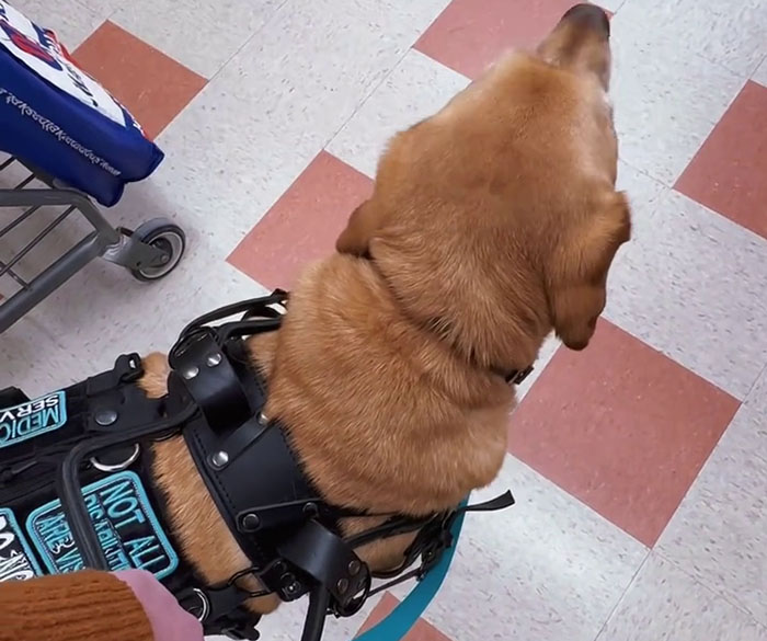 Netizens Have Their Hearts Melt As This Mom Wholesomely Stops Her Girl From Petting Service Dog Netizens Have Their Hearts Melt As This Mom Wholesomely Stops Her Girl From Petting Service Dog