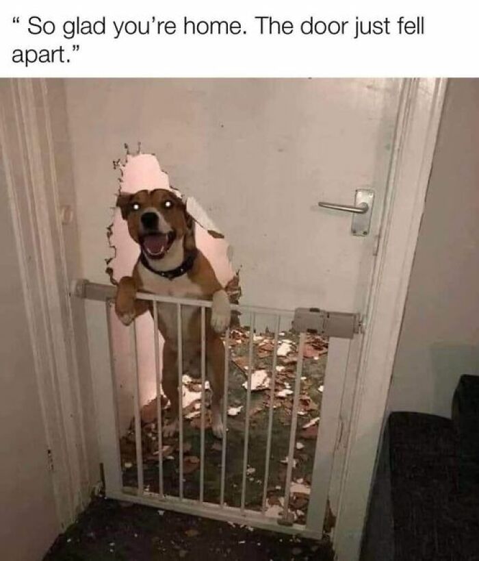 Humorous-Animal-Memes