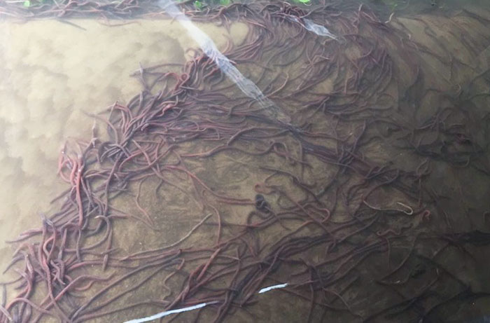 Mass Of Worms Gather In Kansas Basement After Tornado Flooding