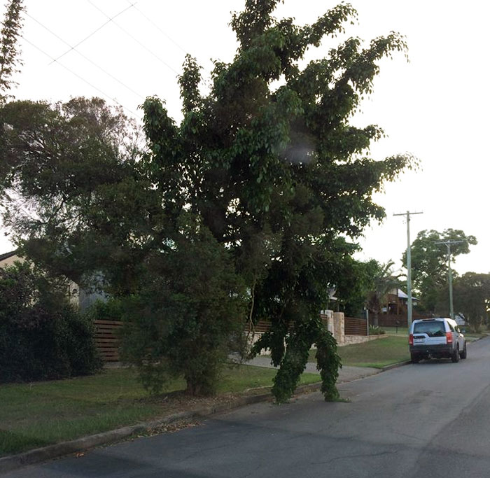 This Tree Looks Like A Man Waiting To Cross The Road