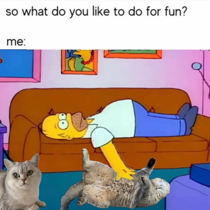 Memes-I-Could-Tag-My-Cat-In-Funny-Pics