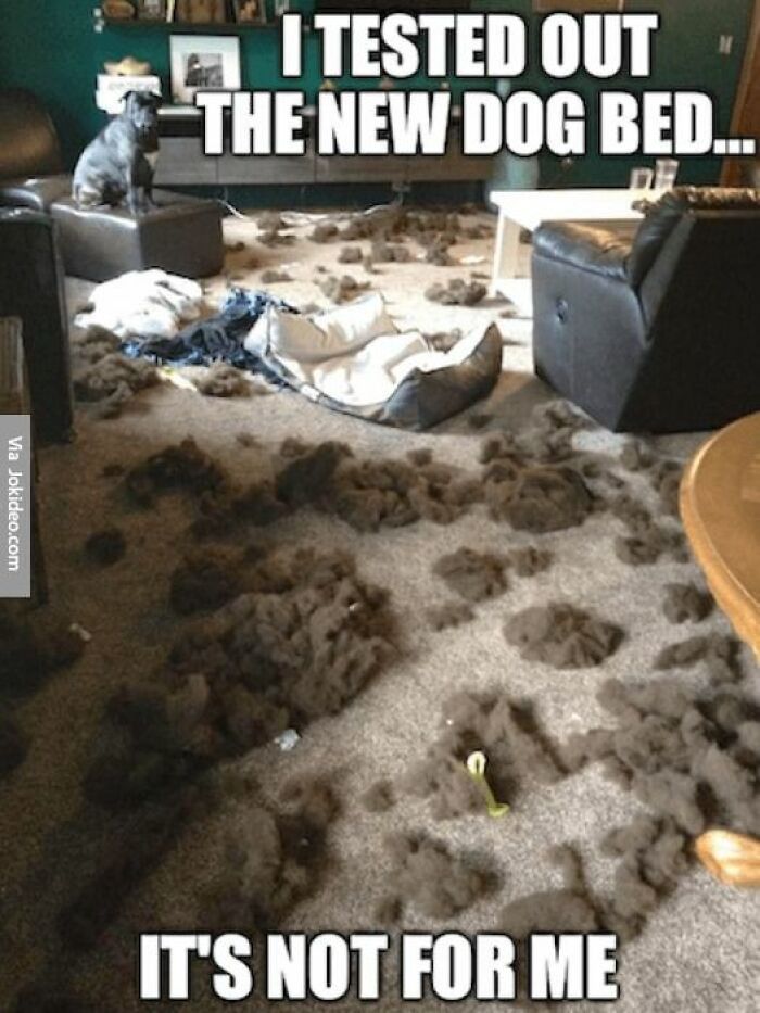 Humorous-Animal-Memes