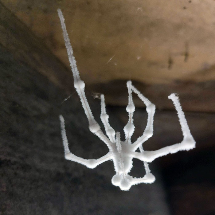 I Found This In My Basement. I'm Pretty Sure It's A Spider, But I Don't Know How He Got Like That