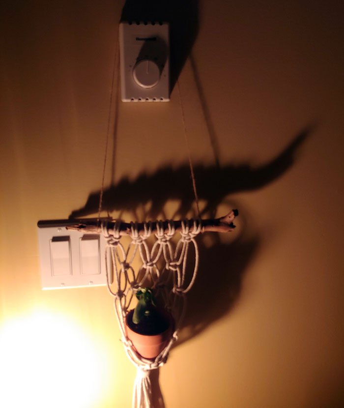 The Way My Planter's Shadow Looks Like An Alligator