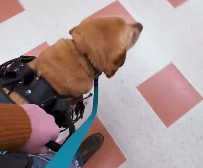 Netizens Have Their Hearts Melt As This Mom Wholesomely Stops Her Girl From Petting Service Dog Netizens Have Their Hearts Melt As This Mom Wholesomely Stops Her Girl From Petting Service Dog