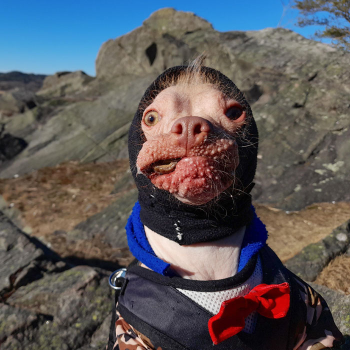 Funny animal expression: a dog in costume with a quirky face and mountainous background.