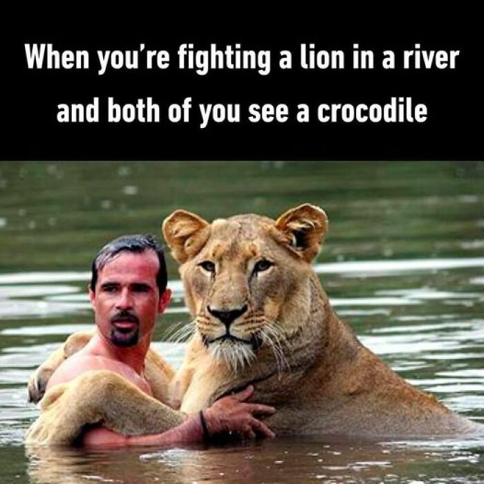 Humorous-Animal-Memes