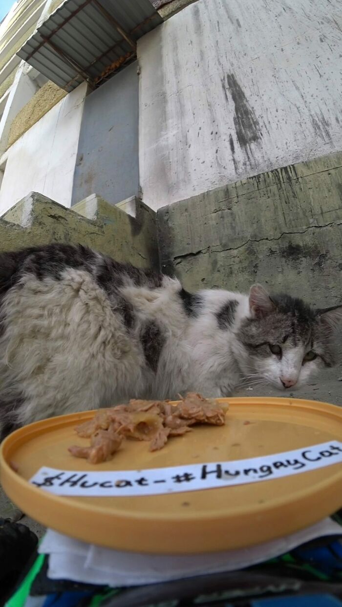 A Man Uses A Drone To Look For Stray Cats And Feed Them (40 Pics + 1 Video)