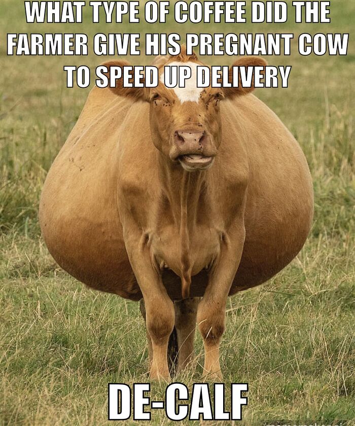 Funny-Memes-Dad-Jokes-Daily