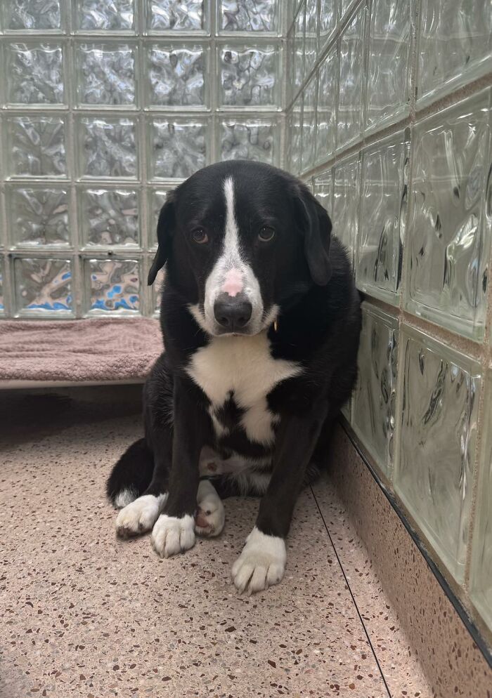 Through The Shelter Doors One Last Time: Family Returns ‘Heartbroken’ Dog to Shelter After 8 Years Through The Shelter Doors One Last Time: Family Returns ‘Heartbroken’ Dog to Shelter After 8 Years