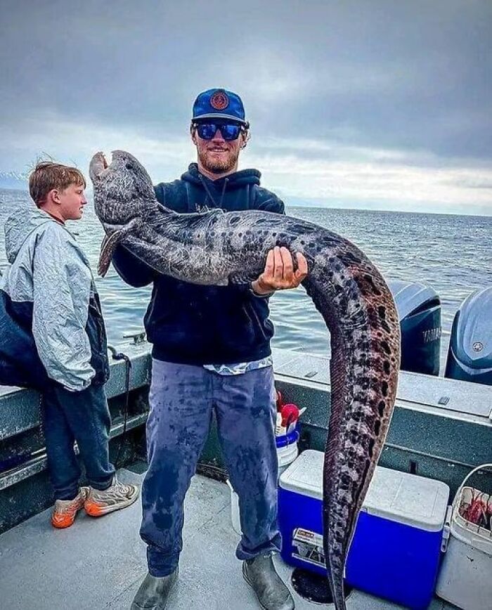 Anguila lobo, por Capt Matthewcourville