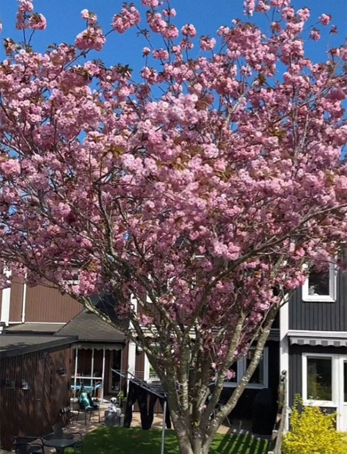 Woman Shares Her Swedish Neighborhood Shocks After Moving From The US Woman Shares Her Swedish Neighborhood Shocks After Moving From The US