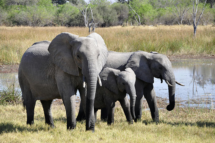 Scientists Say Elephants May Have Their Own &lsquo;Names&rsquo; For Each Other, And Netizens Are Very Intrigued