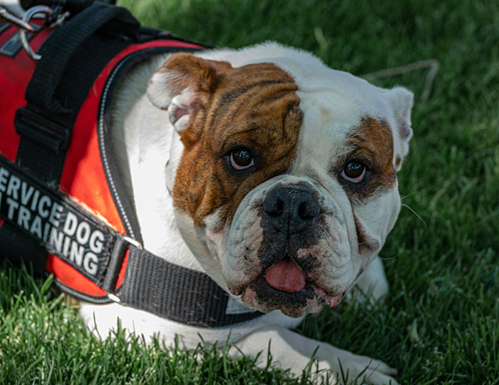 Netizens Have Their Hearts Melt As This Mom Wholesomely Stops Her Girl From Petting Service Dog Netizens Have Their Hearts Melt As This Mom Wholesomely Stops Her Girl From Petting Service Dog