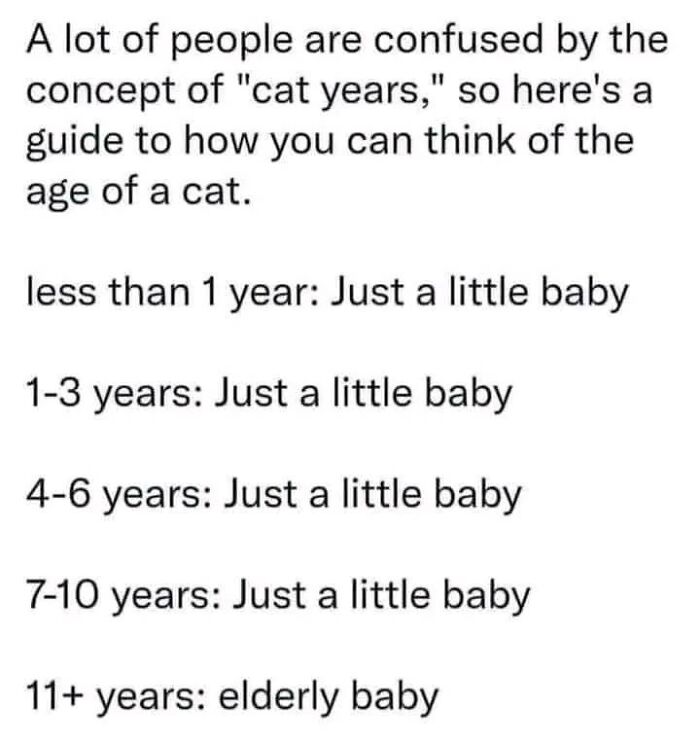 Memes-I-Could-Tag-My-Cat-In-Funny-Pics