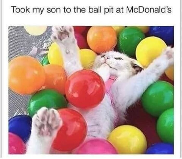 Humorous-Animal-Memes