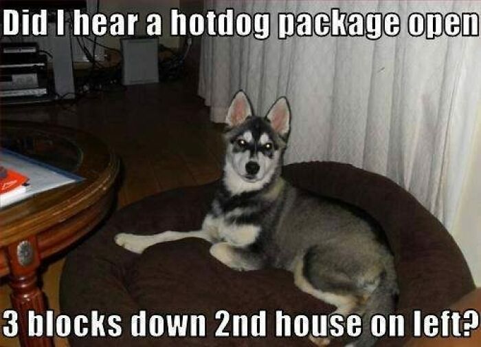 Humorous-Animal-Memes