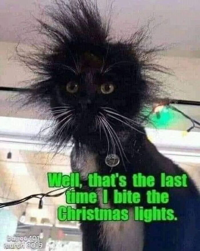 Humorous-Animal-Memes