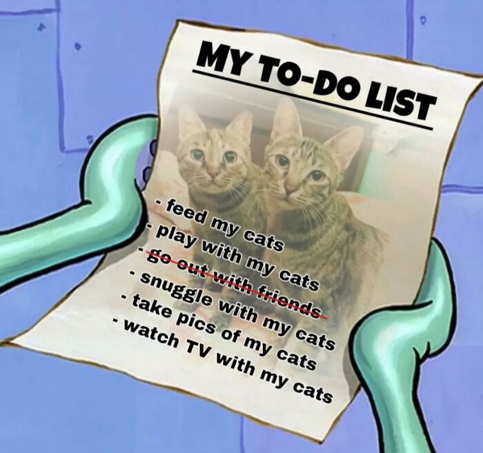 Memes-I-Could-Tag-My-Cat-In-Funny-Pics