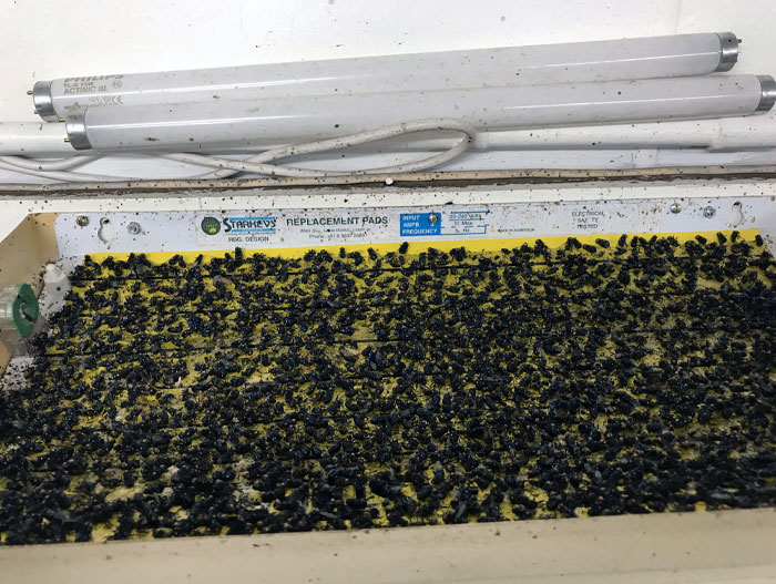 One Of My Jobs Each Morning Is To Replace 12 Flypaper 18x12-Inch Sheets