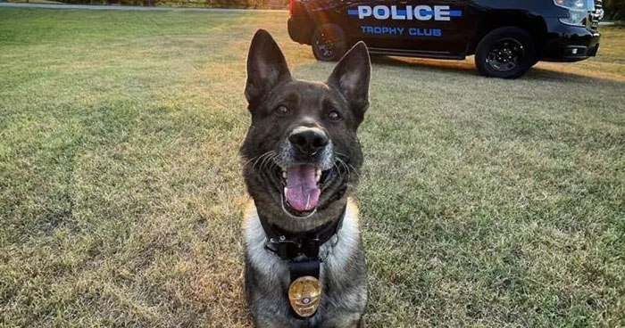Police Dog Retires After Nearly A Decade Of Service, Heartwarming Video Is Spreading Online Police Dog Retires After Nearly A Decade Of Service, Heartwarming Video Is Spreading Online
